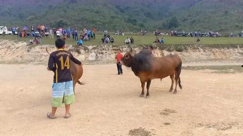 黄牛影视在线视频,海量影视资源一网打尽