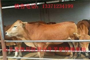 黄牛影视在线视频,海量影视资源一网打尽