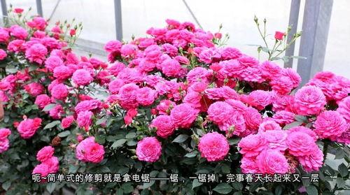 月季视频在线视频,探索月季花之美，在线欣赏园艺艺术盛宴