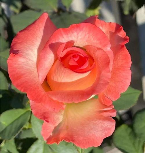 月季视频在线视频,探索月季花之美，在线欣赏园艺艺术盛宴