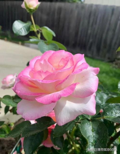 月季视频在线视频,探索月季花之美，在线欣赏园艺艺术盛宴