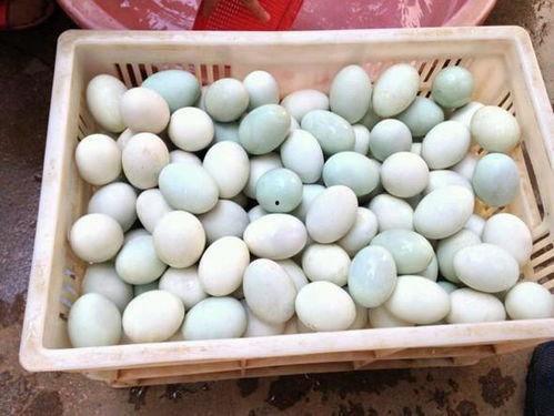 鸭蛋买卖在线视频,线上交易背后的真实场景