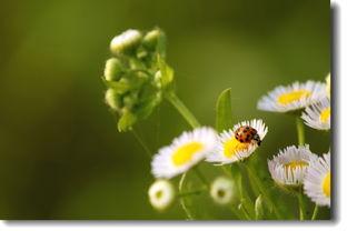 野花社区日本在线视频,揭秘日本在线视频的神秘世界