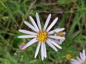 野花社区日本在线视频,揭秘日本在线视频的神秘世界