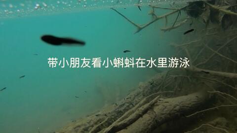 蝌蚪网线在线视频观看,畅享海量精彩内容，轻松开启视听盛宴