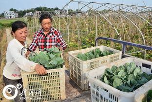 桥头有菜在线视频,探寻乡村美食新风尚