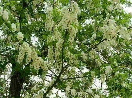 花槐在线视频官网,探索无限精彩，畅享视觉盛宴