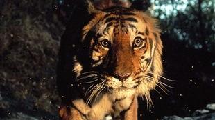 虎王在线视频  第3张